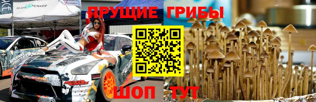 Галлюциногенные грибы GOLDEN TEACHER  Вход с VPN  Большой Камень 